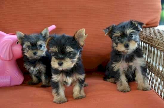 Loving Tea Cup Yorkie Puppies