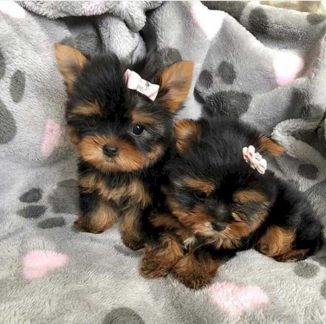 Pomerania blanco en venta de raza en venta pelo corto