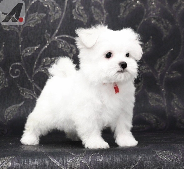 Lovely 12 weeks old Maltese Puppies