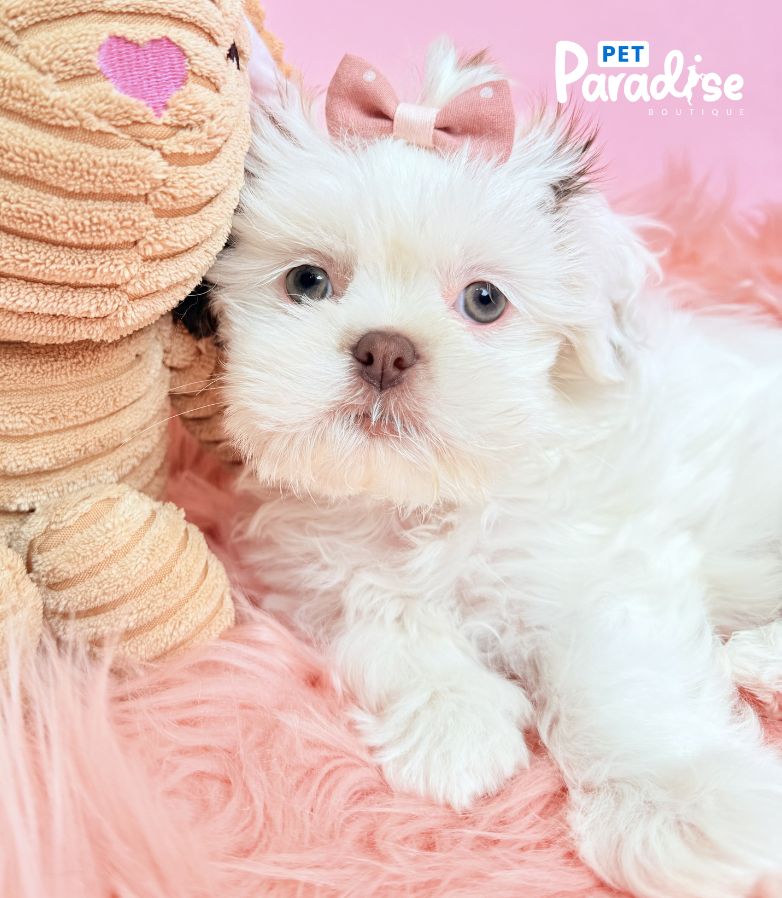 Shih Tzu, Alara