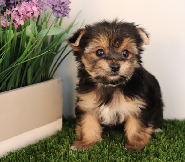 Perritos yorkshire micro toy macho de raza en venta