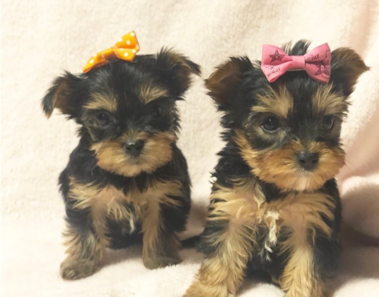 Perros yorkshire terrier mini toy macho y hembra en venta