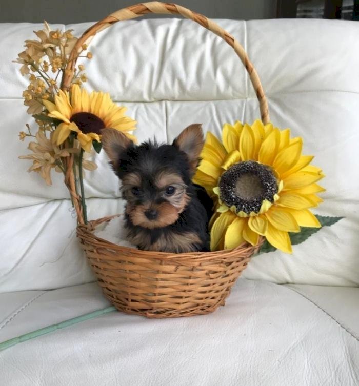 Perros yorkshire mini macho y hembra de raza en venta