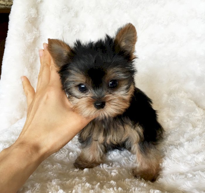 Yorkie de 2 meses de raza pura machos y hembras en venta