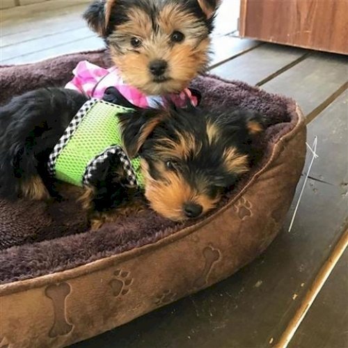 Yorkshire negro y blanco cachorro en venta