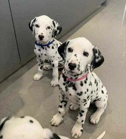 Se venden cachorros gran danes