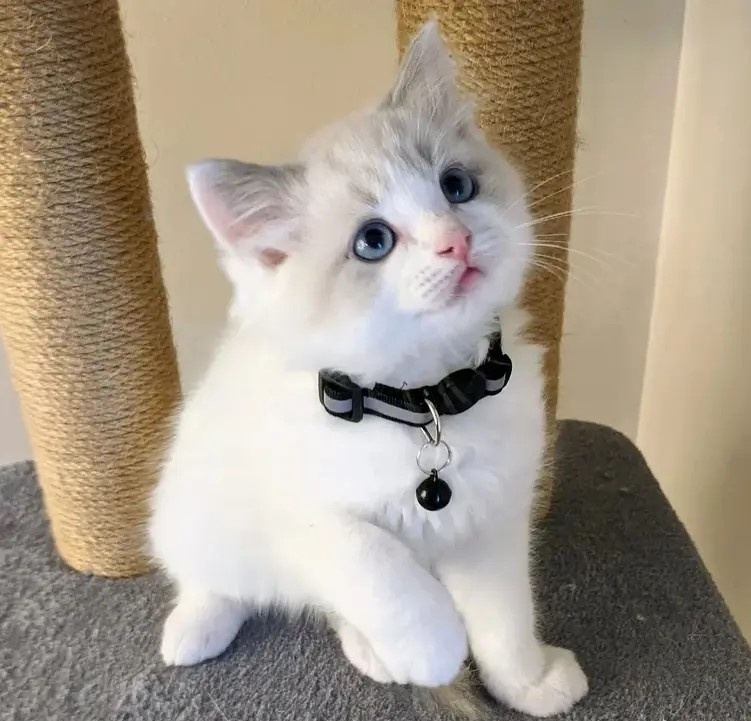 Adorables gatitos Ragdoll criados en casa