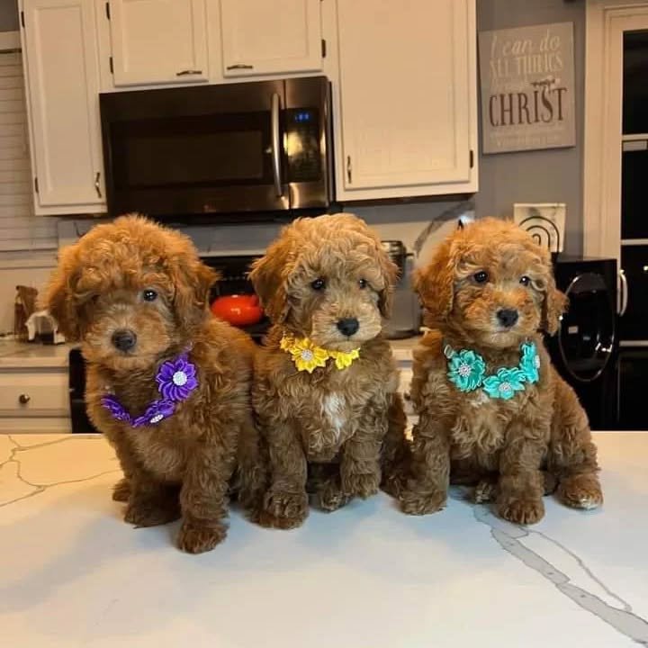 Cachorros hermosos de caniche toy rojos