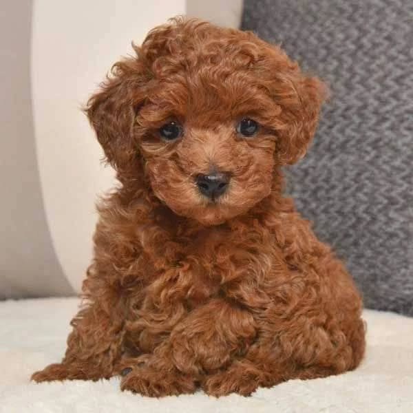 Cachorros de caniche estándar rojo con pruebas de salud completas