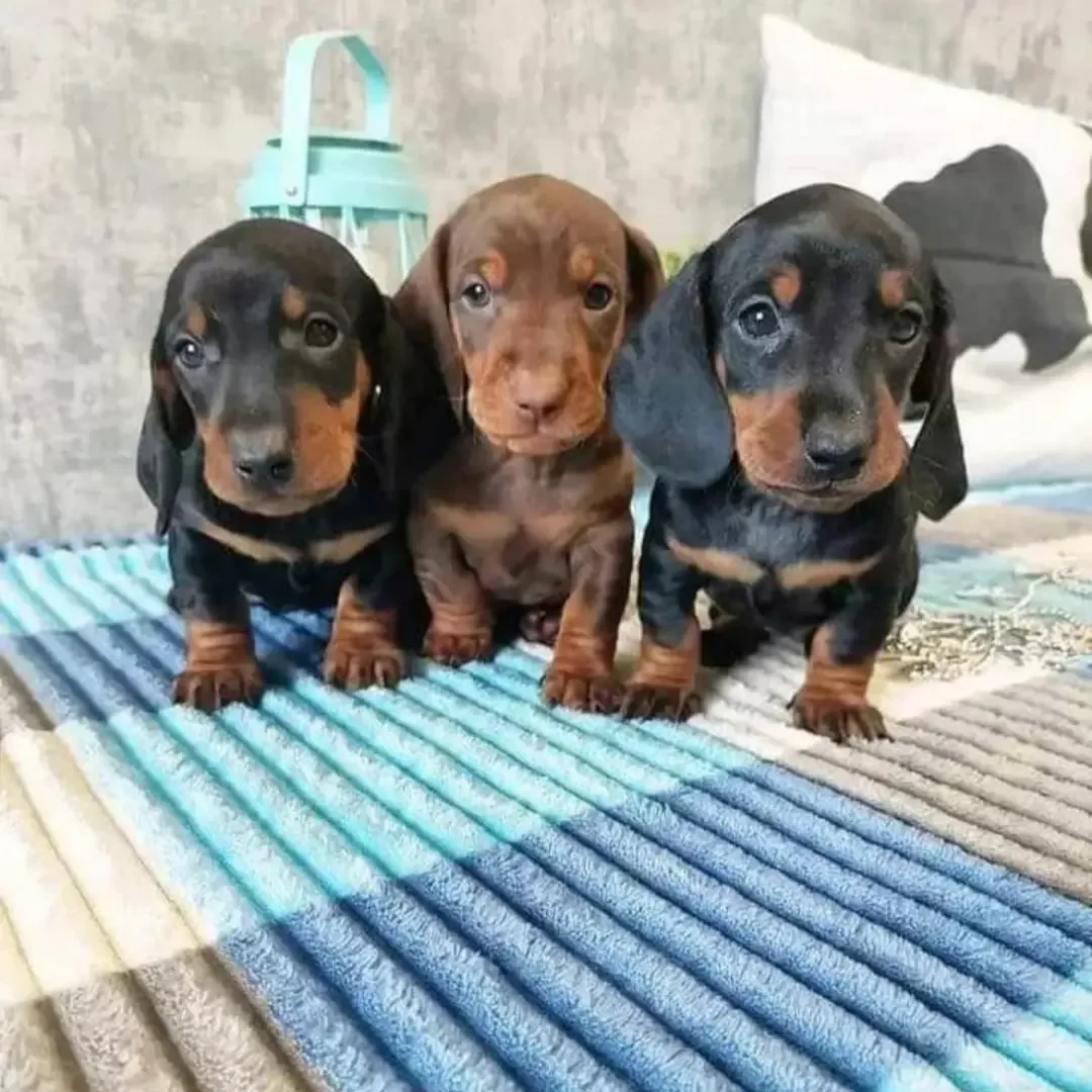 Cachorros de dachshund miniatura listos