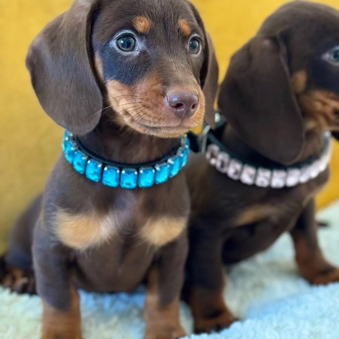 Mini dachshunds listos para entrega inmediata