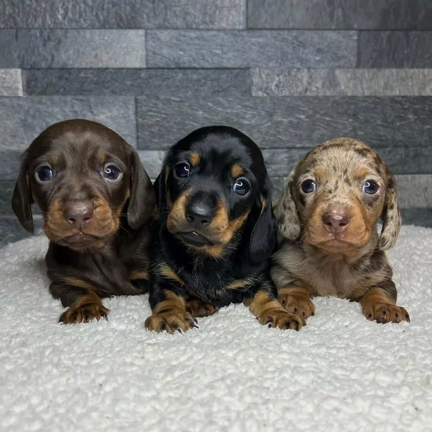 Preciosos cachorros de dachshund miniatura