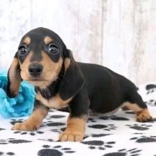 Impresionantes perros salchicha miniatura de pelo largo💙