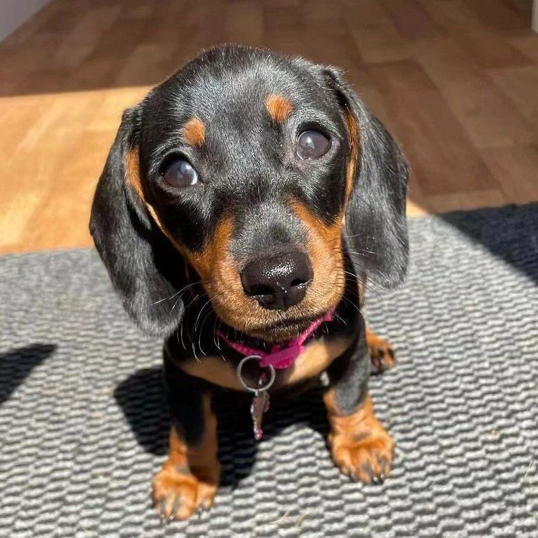 Cachorros de teckel miniatura de pelo liso