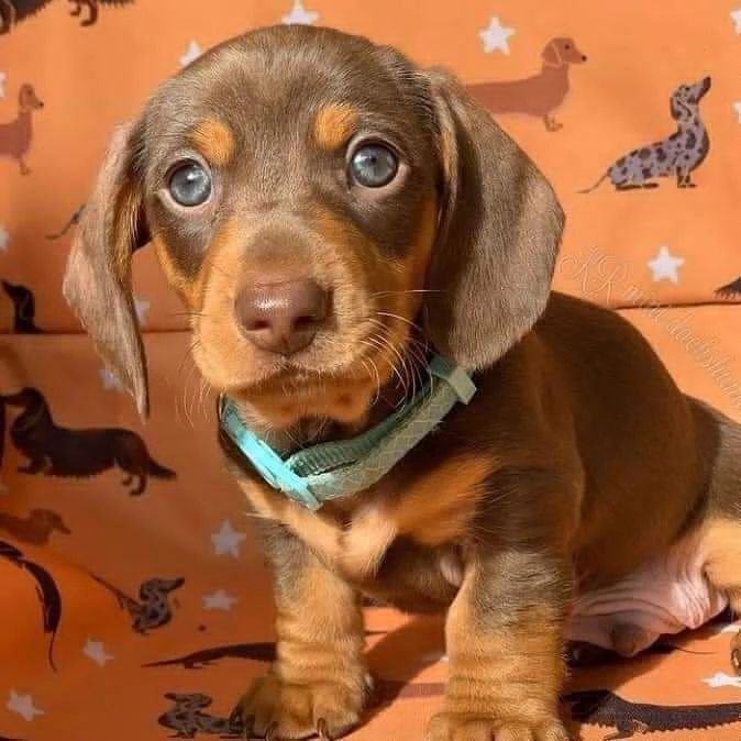 Impresionantes perros salchicha miniatura de pelo largo💙