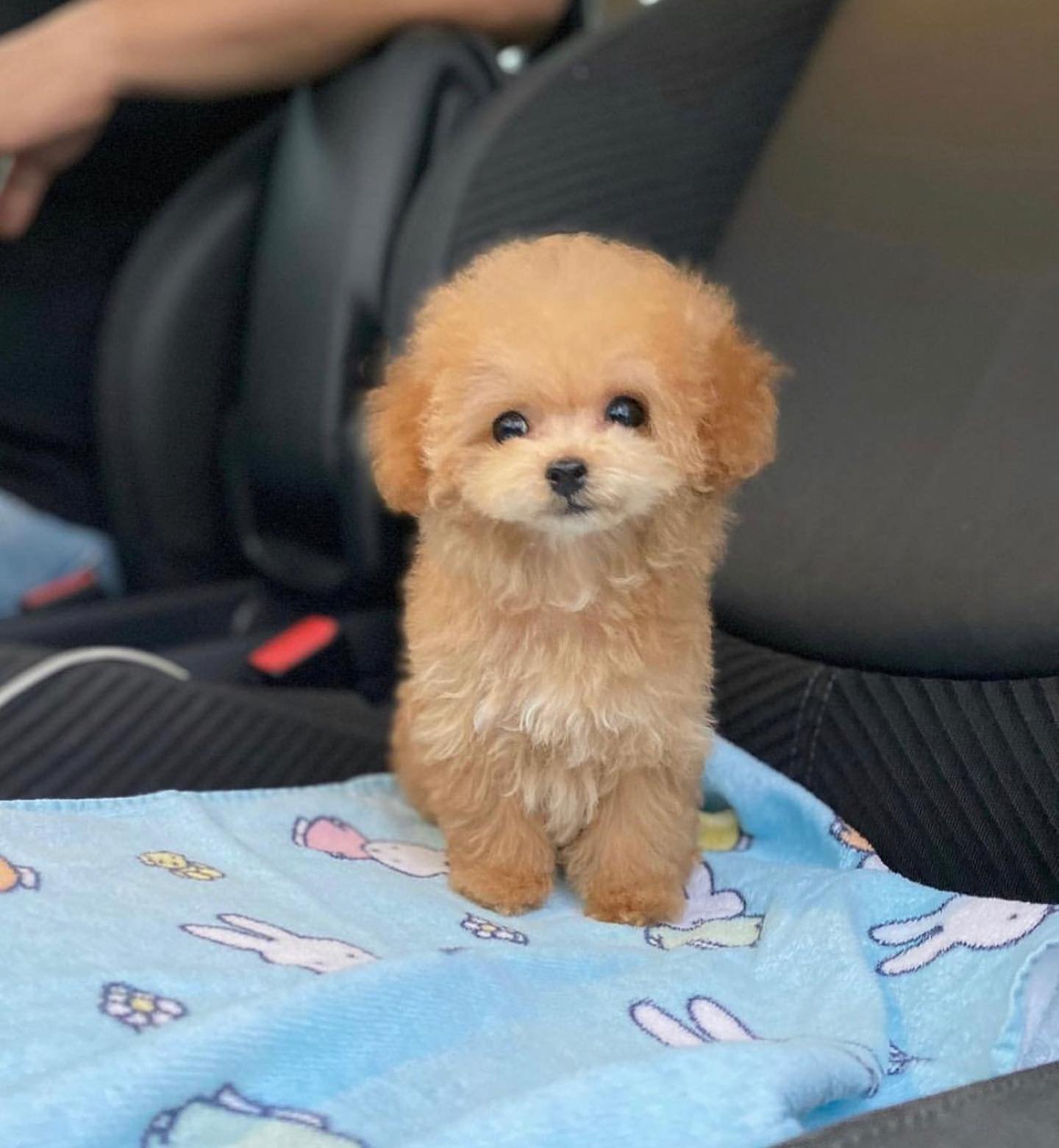 🐩 Adorables cachorros de caniche en busca de hogares amorosos**