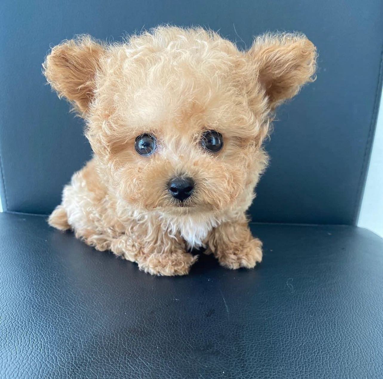 🐾 Adorables cachorros de caniche listos para sus familias definitivas**