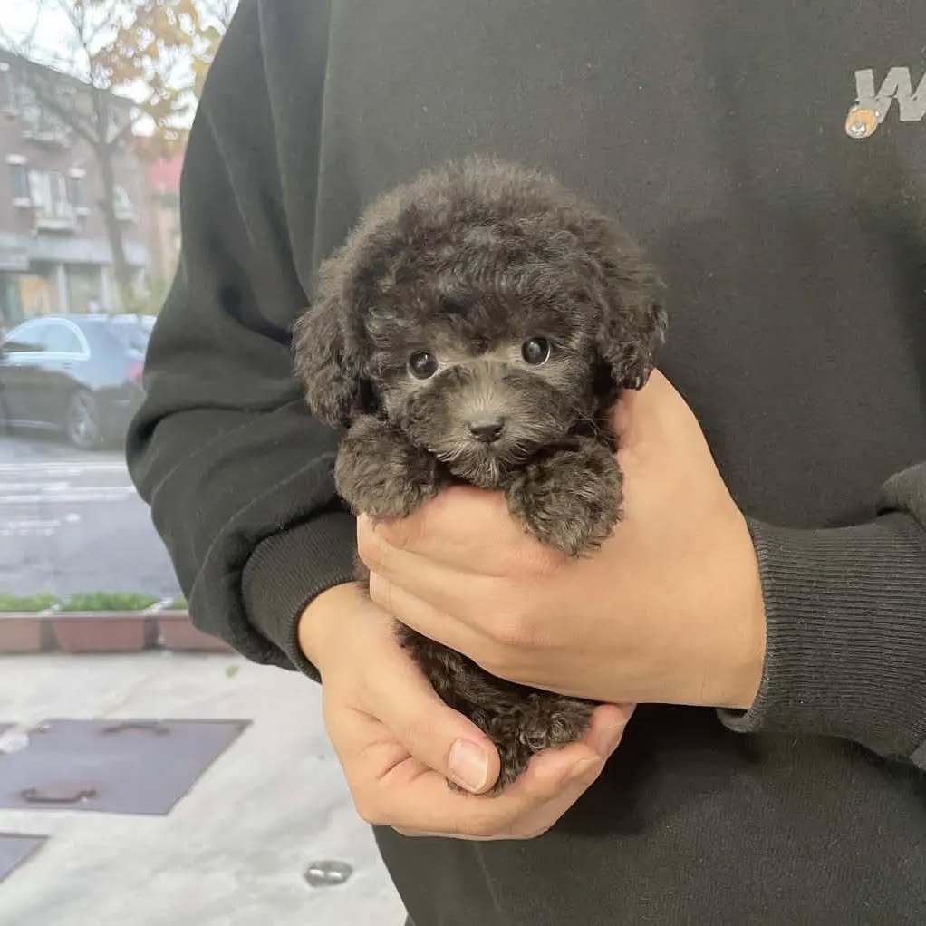 ❤️ Hermosas cachorros de caniche disponibles **