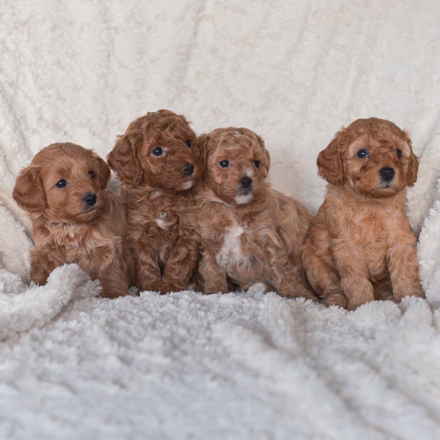 🐶 Cachorros de caniche juguetones y cariñosos**