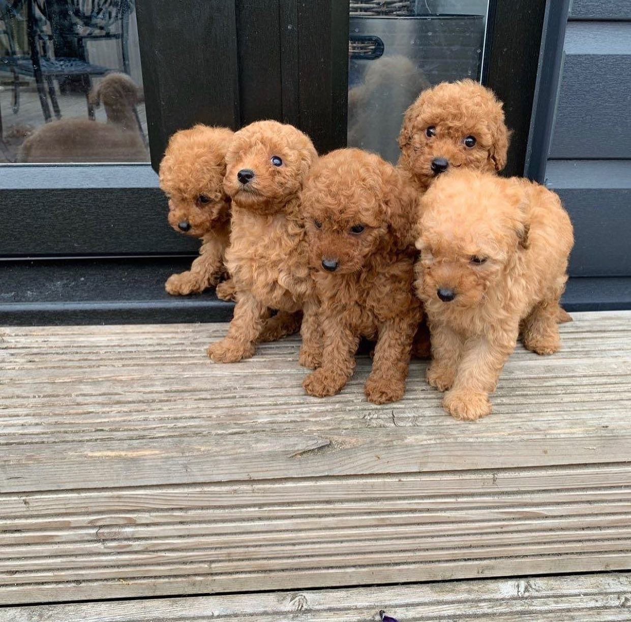 🌟 Conoce a nuestras adorables cachorros de caniche **