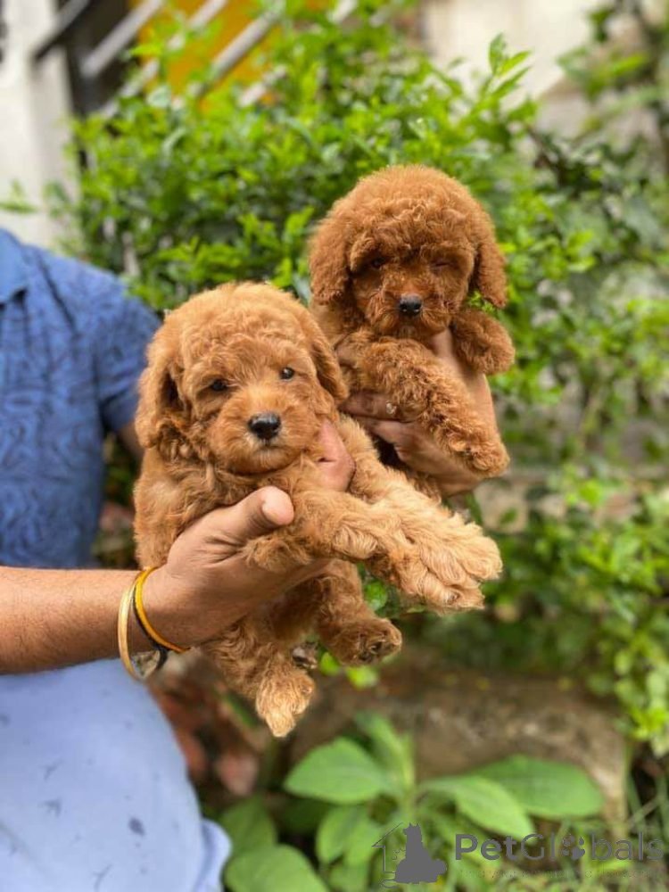 馃惥 Cachorros de caniche criados con esmero**
