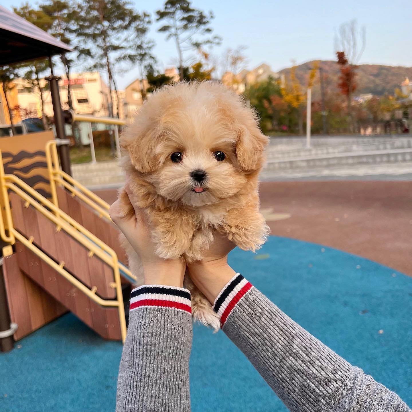 🏡 Cachorros de caniche buscan un hogar definitivo**