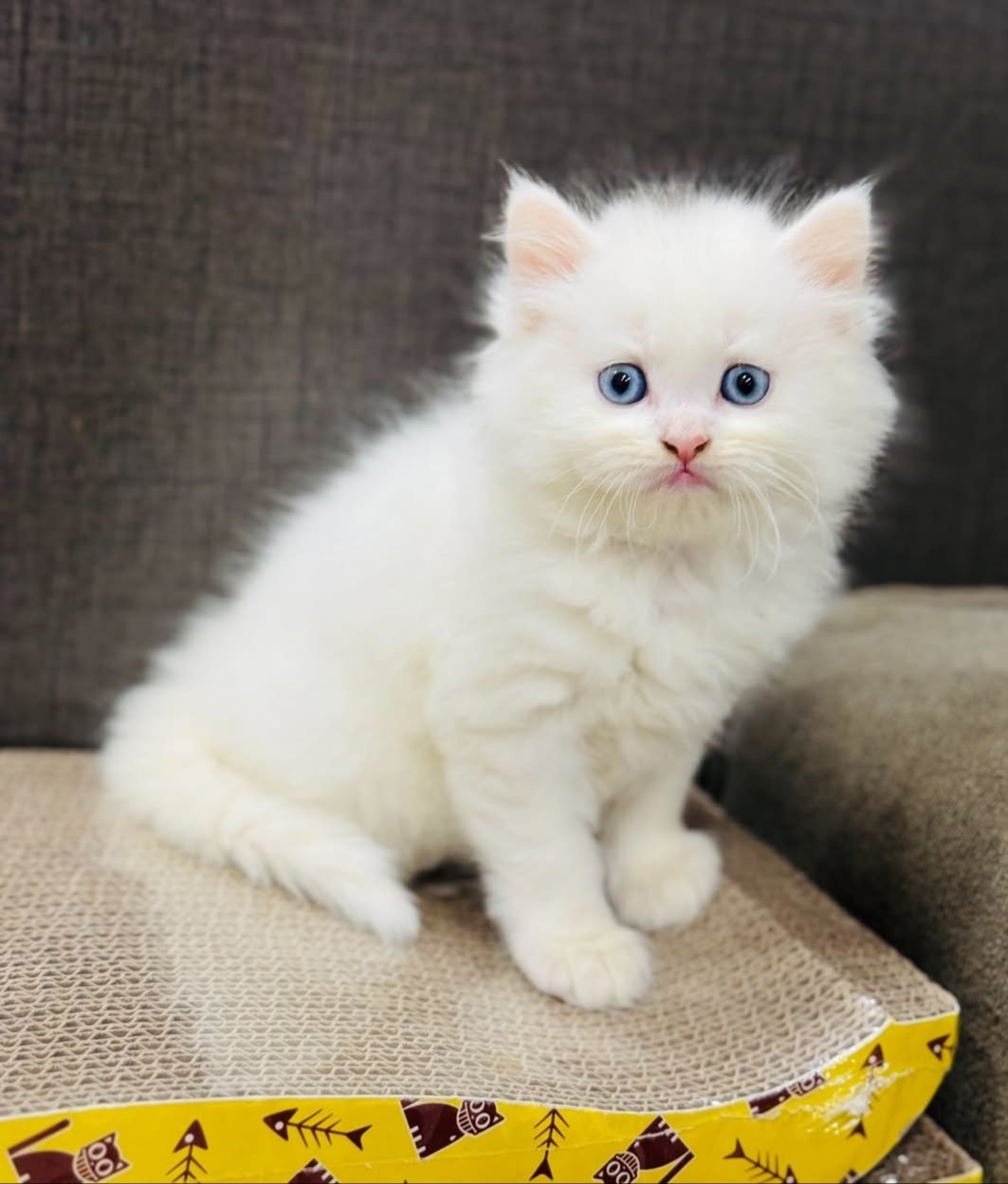 Amazing Persian kittens